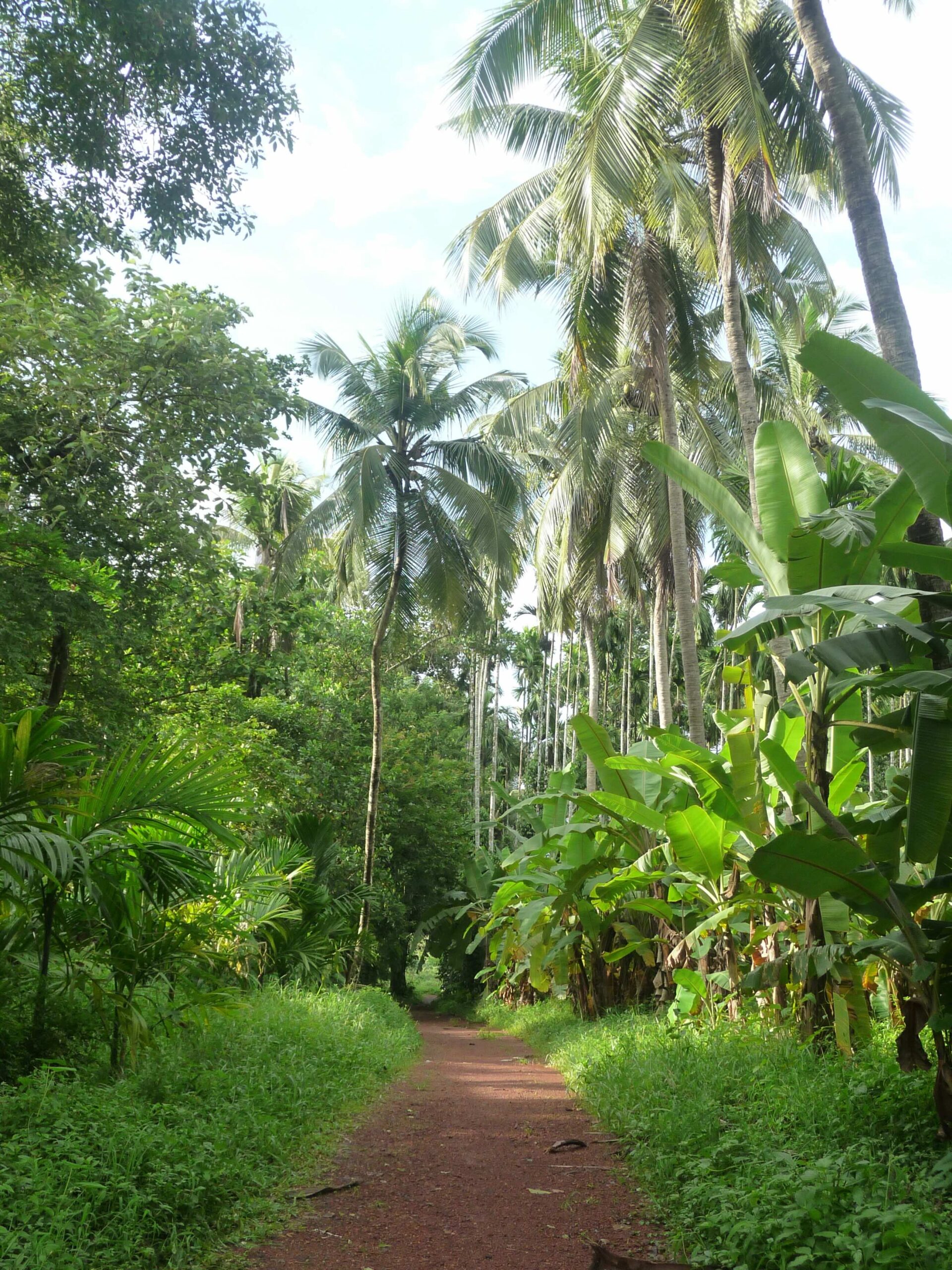 Kerala forêt 1
