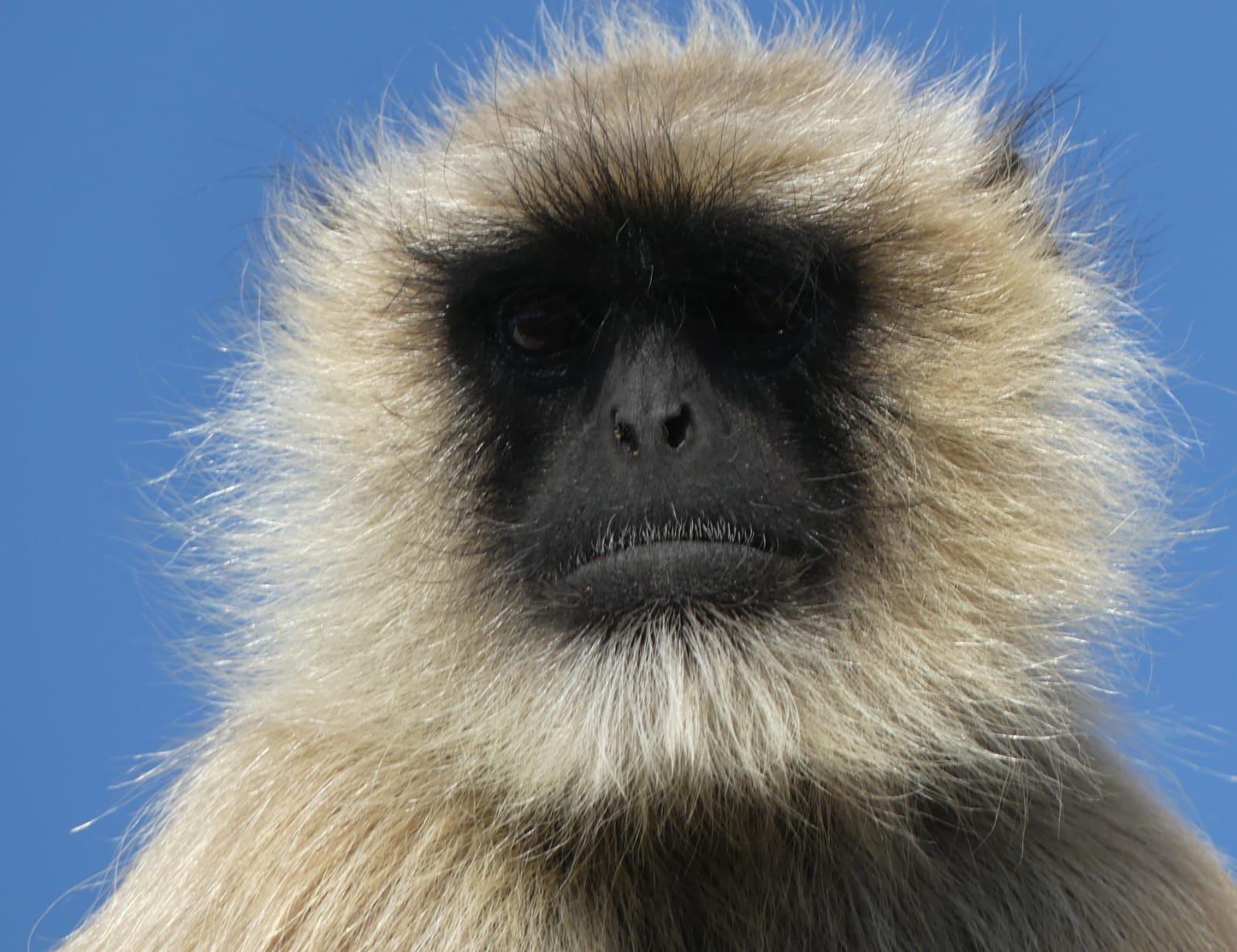 singe